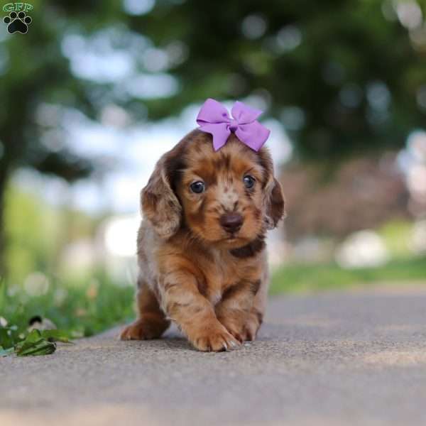 Clementine, Dachshund Puppy